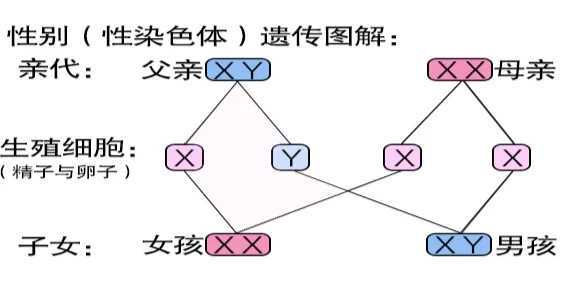 【全面解析】25岁卵巢早衰怎么办？自卵与供卵数据解读